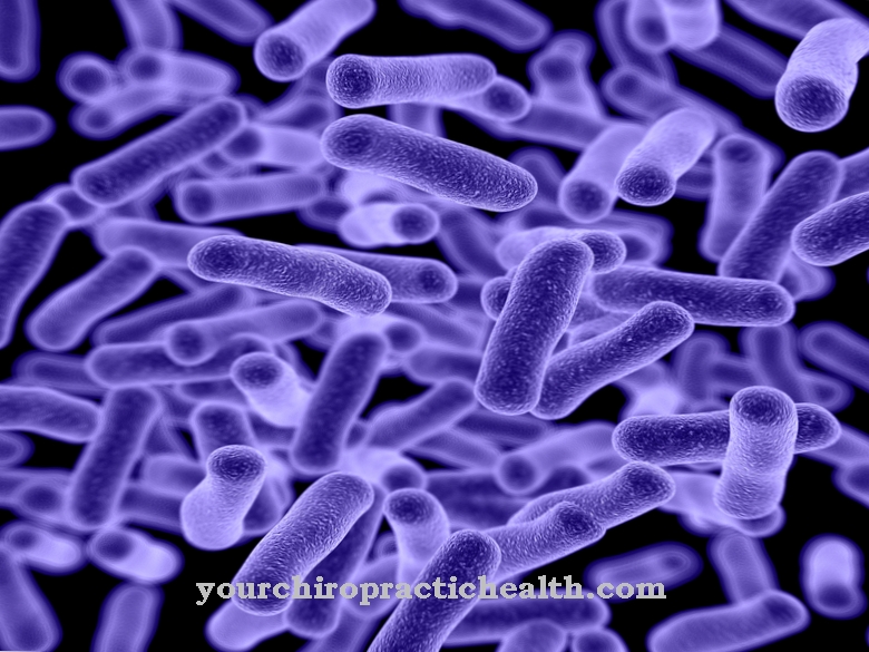 Bacillus stearothermophilus