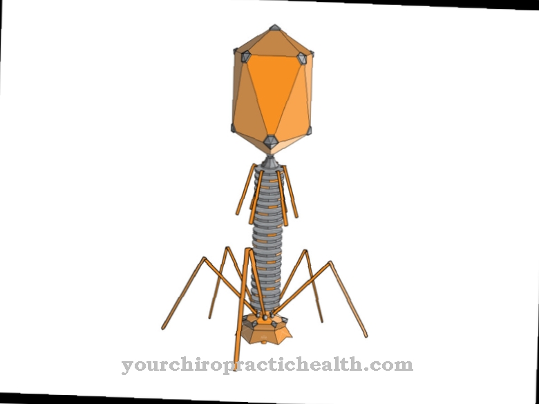 Bacteriophage