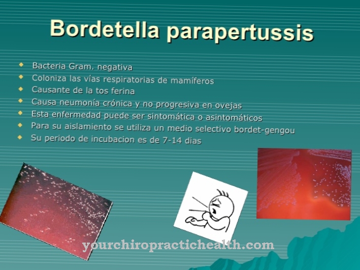 Parapertussis בורדלה