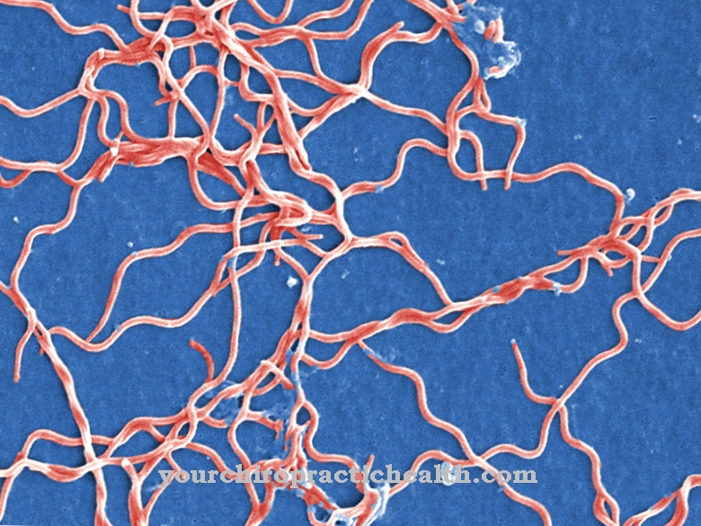 Borrelia burgdorferi