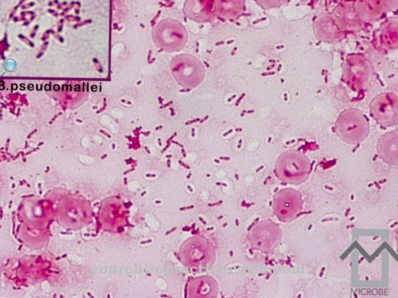 Burkholderia pseudomallei