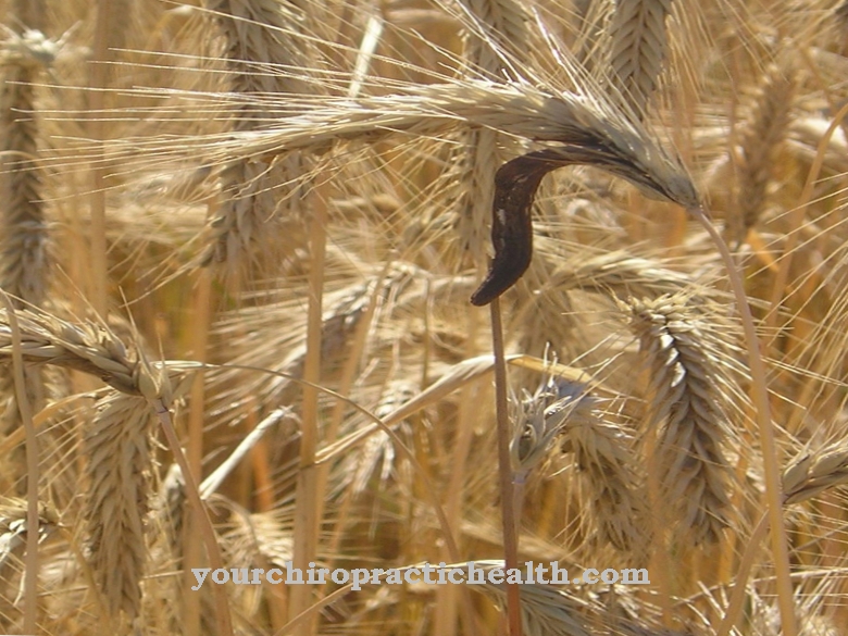 Claviceps purpurea