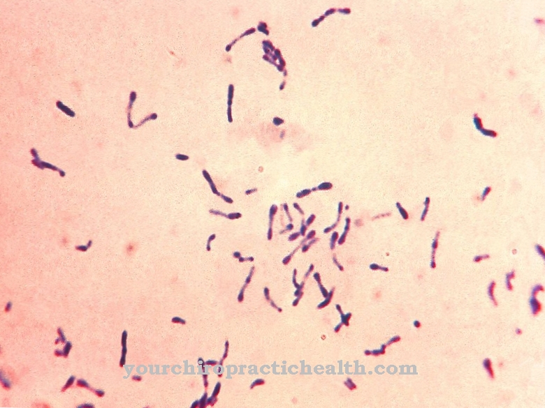 Corynebacteriumokból