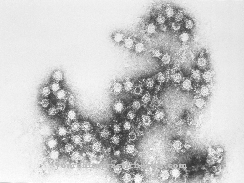 Virus Coxsackie