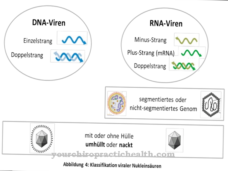 DNA virusi