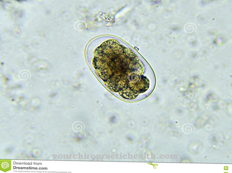 anchilostomatide