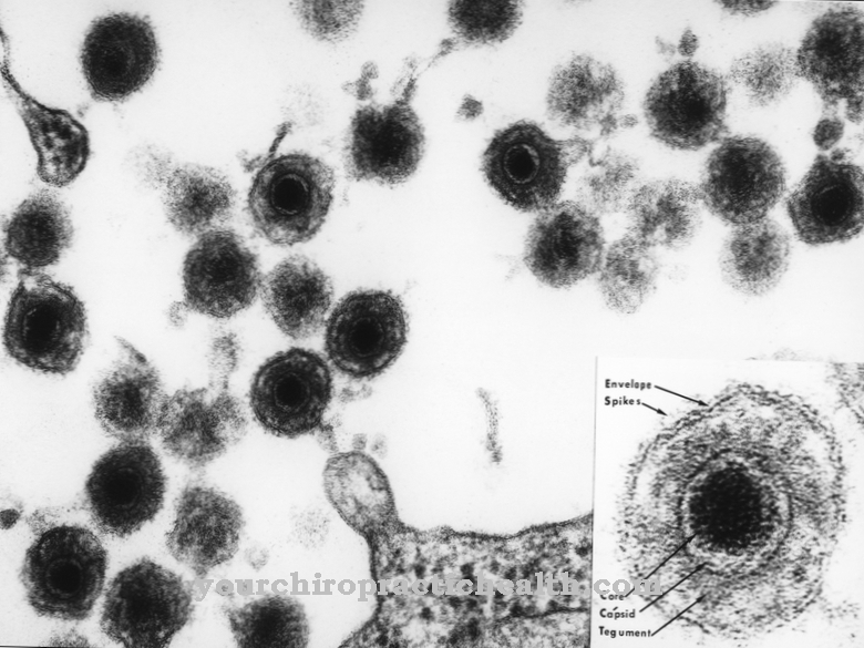 Humaan herpesvirus 6