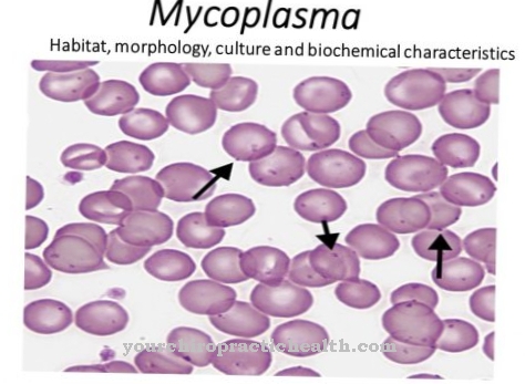 Mycoplasmataceae