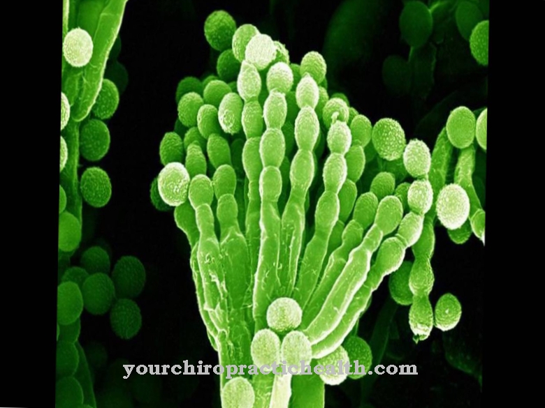 Penicillium