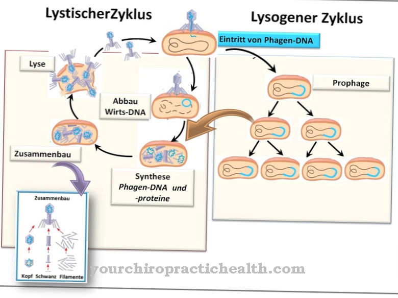 Prophages