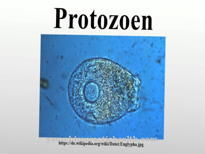 Protozoa