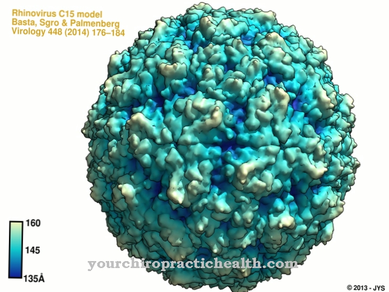 Rhinovirus