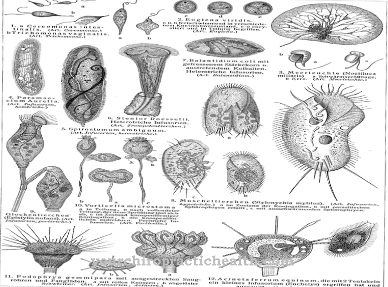 rhizopodlar