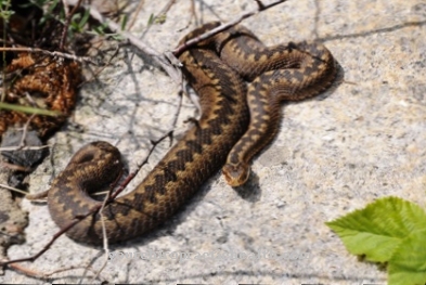 Veleno di serpente