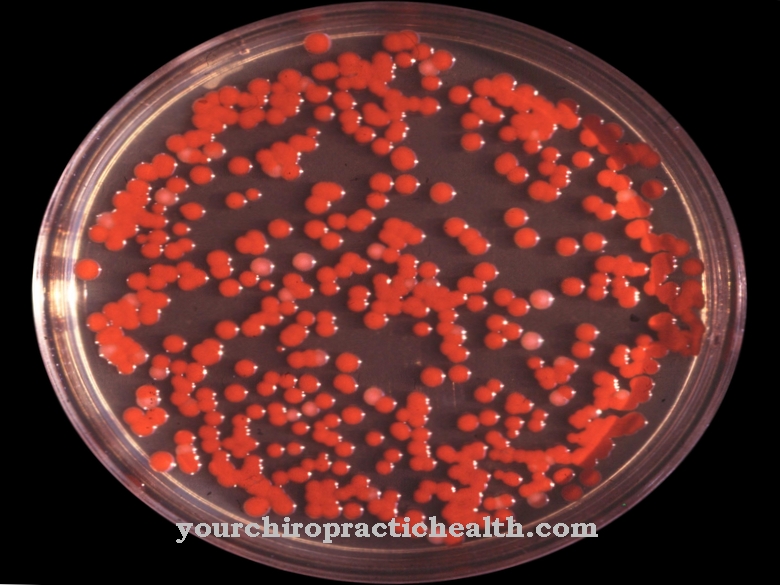 Serratia