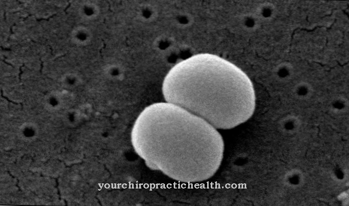 Staphylococcus epidermidis