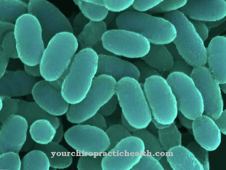 Streptococcus sanguis