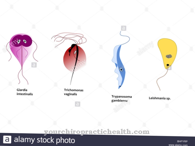 Trichomonas usus