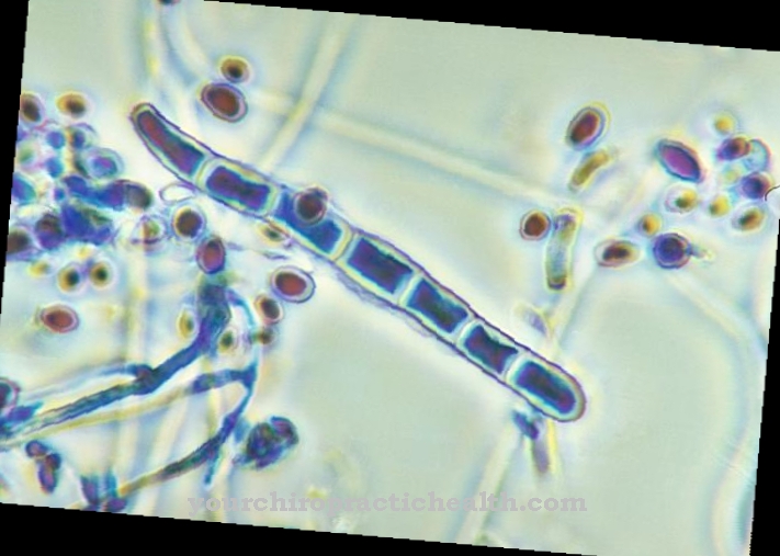 Trichophyton