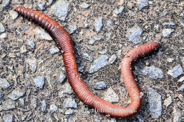 worms