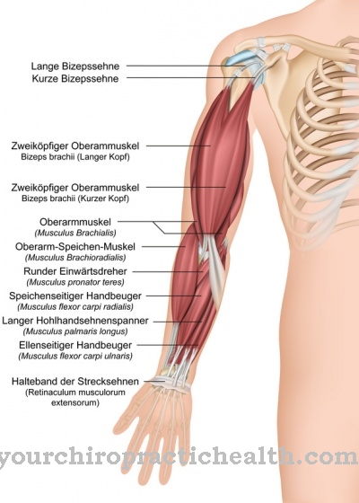 Bicepsov šľachový reflex