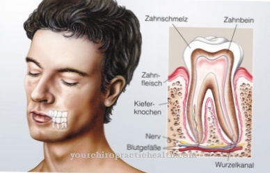 Dentinogénesis