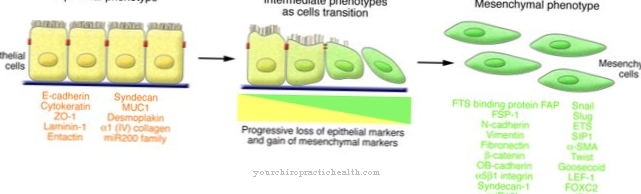 Epiyelyal-mezenkimal geçiş