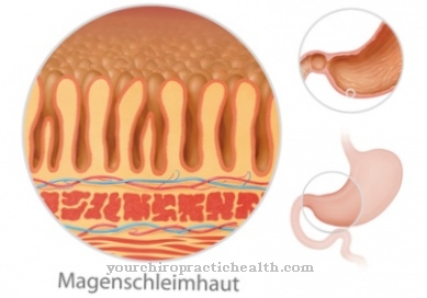 Gastric acid production