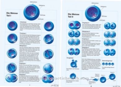 meiosis