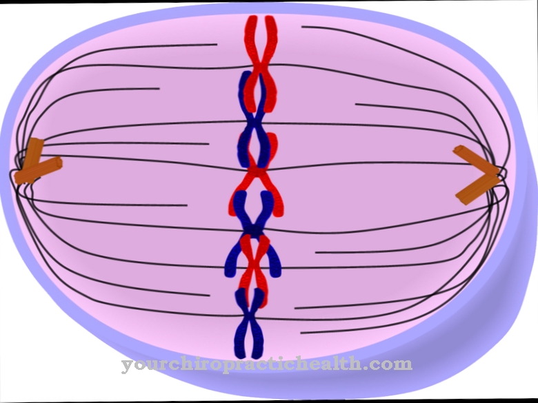 Metaphase