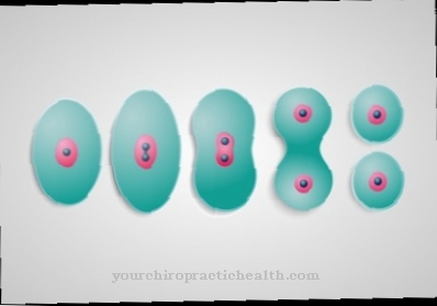 Mitosis