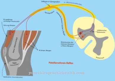 Patellar ín reflex