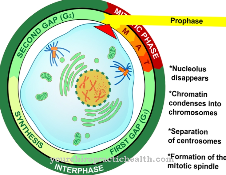 Prophase