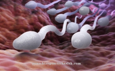 spermatogenesi