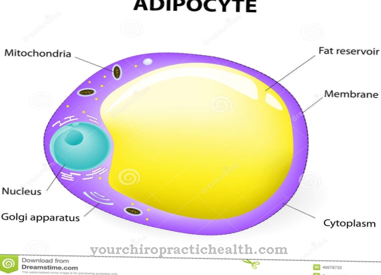 Adipocytes