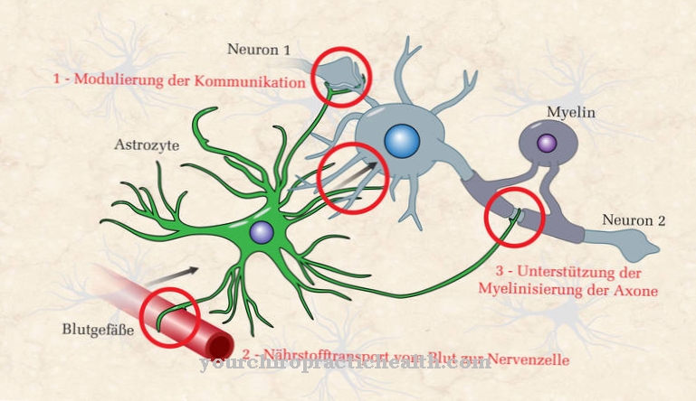 astrocytes