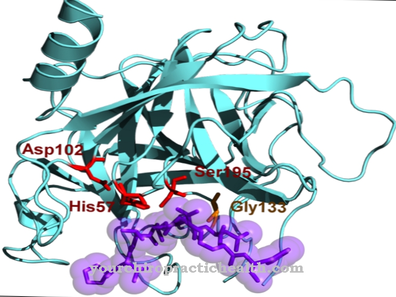 Kymotrypsiini B