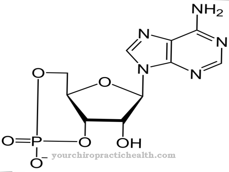 Ciklinis adenozino monofosfatas