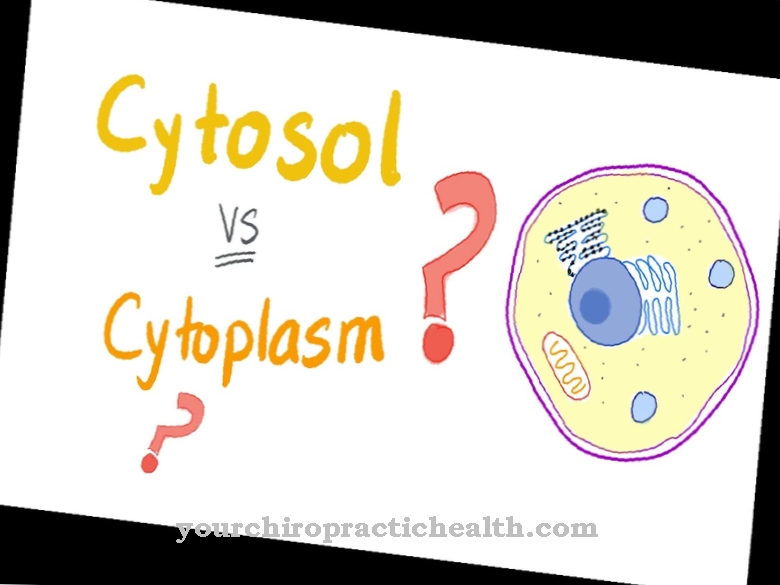 Cytosol