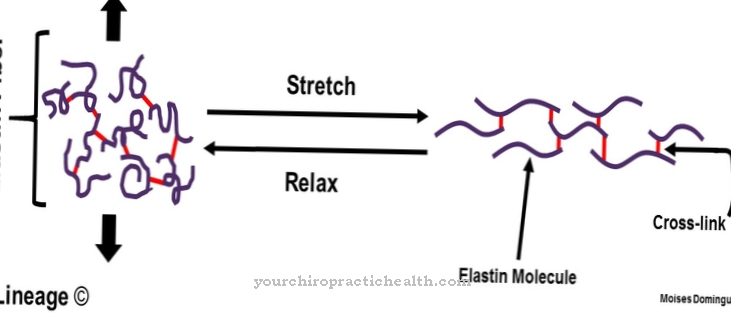 Elastin