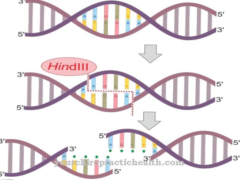 Endonuclease