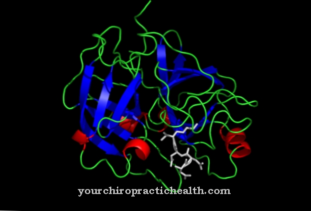 Enteropeptidase