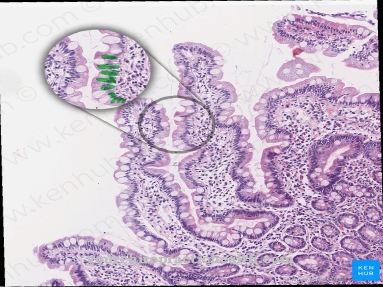 Enterocytes