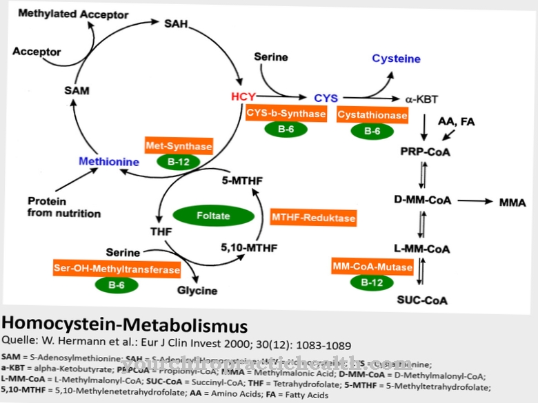 Homocysteine