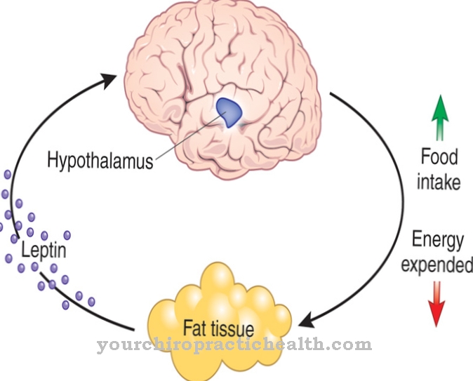 Leptin