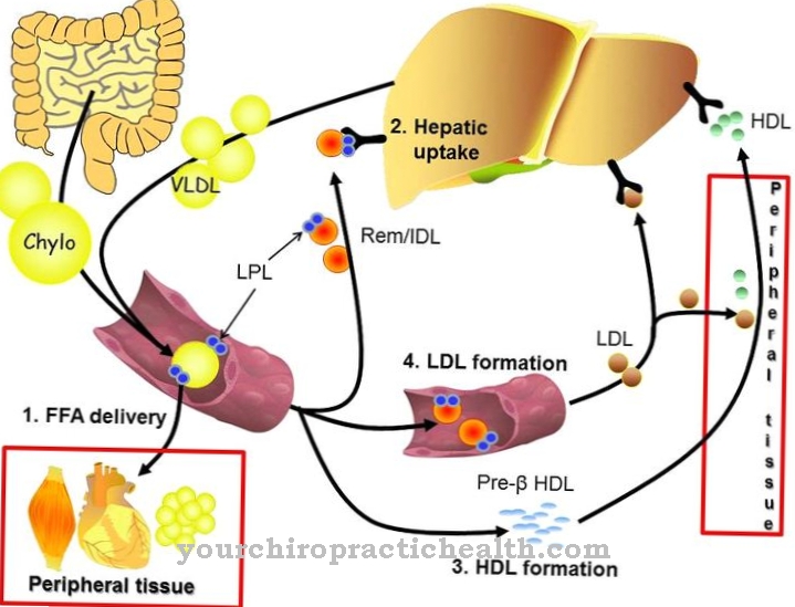 Lipoproteína lipasa