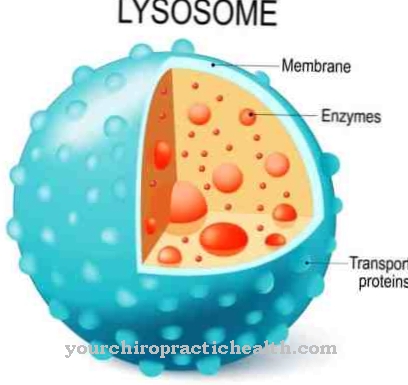 Lysosome