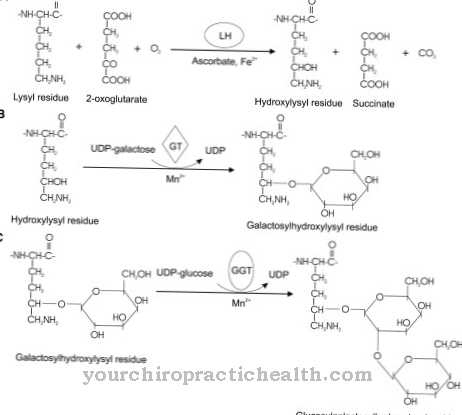 Lysyl hidroksilase