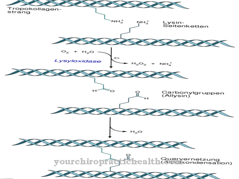 Lysyl oxidase