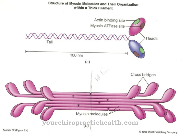 myosin